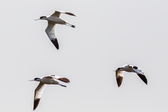 Recurvirostra avosetta