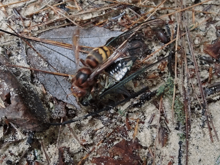 European Hornet photo 5