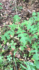 Polymnia canadensis