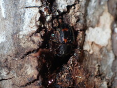 Glischrochilus japonius