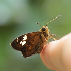 Pseudocoladenia dan
