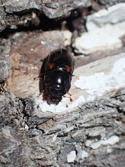 Glischrochilus japonius