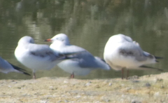 Chroicocephalus ridibundus