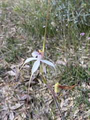 Caladenia longicauda eminens