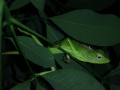 Bronchocela jubata