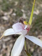 Caladenia longicauda eminens