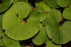 Petasites pyrenaicus