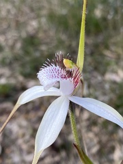 Caladenia longicauda eminens