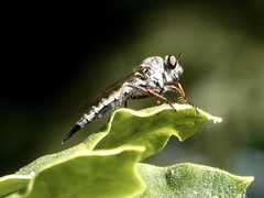Neomochtherus willistoni