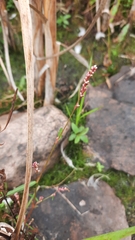 Persicaria hydropiperoides