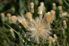 Brickellia eupatorioides