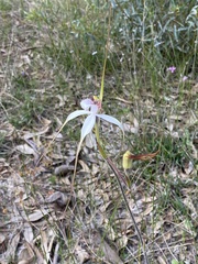 Caladenia longicauda eminens