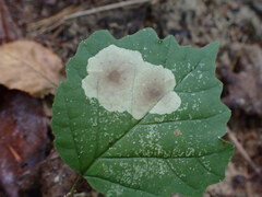 Cameraria hamameliella