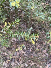 Acacia oxycedrus