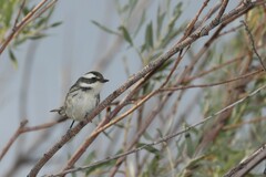 Setophaga nigrescens