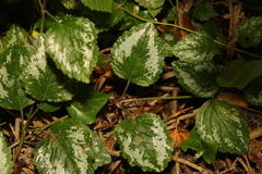 Lamium galeobdolon argentatum