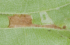 Phyllonorycter argentinotella
