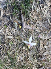 Caladenia longicauda eminens