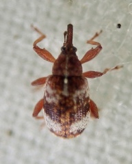 Anthonomus pedicularius