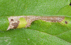 Phyllonorycter argentinotella