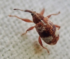 Anthonomus pedicularius