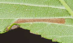 Phyllonorycter argentinotella
