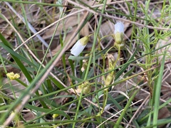 Drosera macrantha