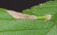 Phyllonorycter argentinotella