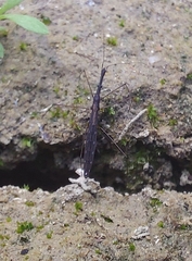 Hydrometra stagnorum