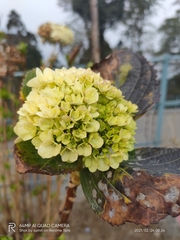 Hydrangeaceae