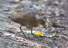 Rallina eurizonoides