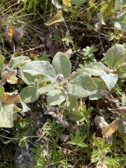 Salix lanata