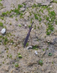 Hydrometra stagnorum