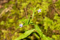 Campanula divaricata
