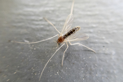 Chironomidae