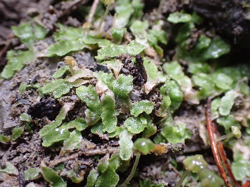 Image of Sauteria alpina by (c) luluchouette, some rights reserved (CC BY)
