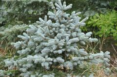 Picea pungens