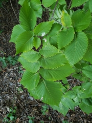 Ulmus americana