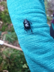 Anoplotrupes stercorosus