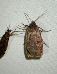 Orthodes cynica