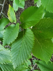 Ulmus americana