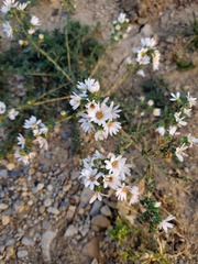 Symphyotrichum falcatum
