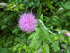 Cirsium altissimum