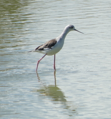 Himantopus himantopus