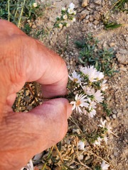 Symphyotrichum falcatum