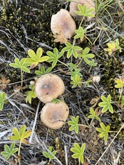 Hebeloma crustuliniforme