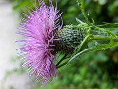 Cirsium altissimum