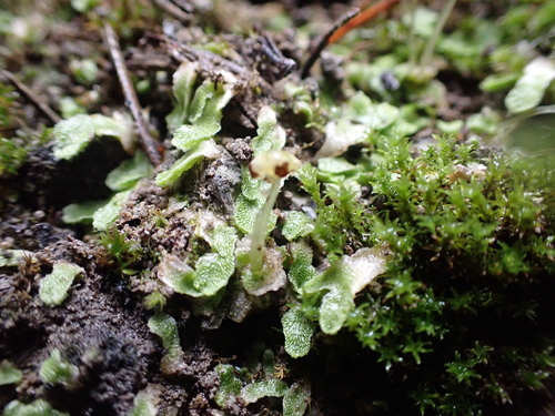 Image of Snow Lungwort (Sauteria alpina) by (c) luluchouette, some rights reserved (CC BY)
