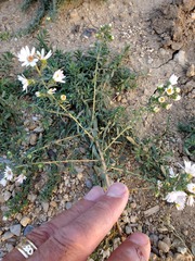 Symphyotrichum falcatum