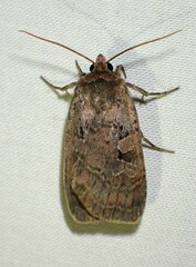Orthodes cynica